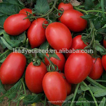 AT011 Blue oblong shape op tomato seeds para proceso